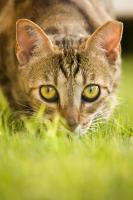 http://www.athenshumanesociety.org/user_images/5-1222701190_feral%20cat%20medium.jpg